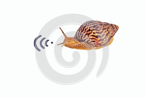 Concept of slow internet, snail and wifi