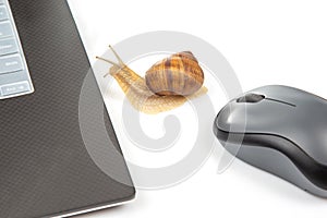 The concept of slow internet and working with a computer. Snail on the background of Internet wires and a computer mouse