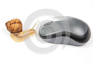 The concept of slow internet and working with a computer. Snail on the background of Internet wires and a computer mouse