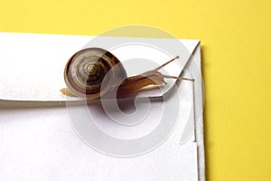 Concept - Snail Mail