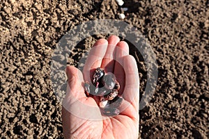 The concept of sowing legumes on a garden plot. A woman`s hand with bean seeds on the background of cultivated soil, close-up