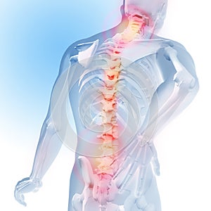 Concept of spine pain. Transparency of the skeleton and body. 3d medical anatomical illustration