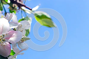 The concept of spring. A gentle spring background for text with a branch of a blooming Apple tree.