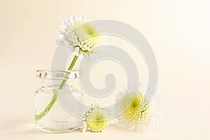 The concept of spring, summer, women`s day, mother`s day, birthday, holiday, celebration.