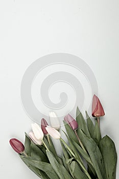 Concept of spring, Women`s Day, Mother`s Day, 8 March, the holiday greetings