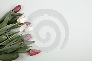 Concept of spring, Women`s Day, Mother`s Day, 8 March, the holiday greetings
