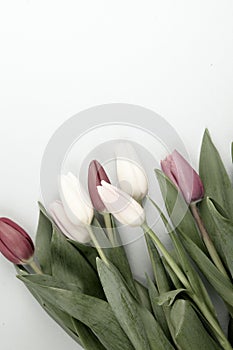 Concept of spring, Women`s Day, Mother`s Day, 8 March, the holiday greetings