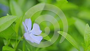 Concept springtime. Vinca minor or common names lesser periwinkle or dwarf periwinkle. Selective focus.