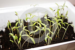 Concept of sprout, germinate, plant, seed seedlings spring plants flower bed.agro