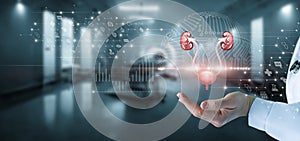 Concept of the study of the genitourinary system