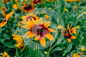 The concept of summer and flowers. Flower Wallpaper. Yellow decorative garden flowers Rudbeckia hirta with a red center on a