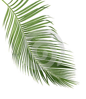 Concept summer with green palm leaf from tropical . frond floral