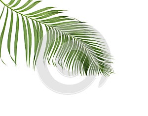 Concept summer with green palm leaf from tropical . frond floral