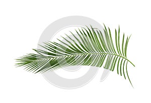 Concept summer with green palm leaf from tropical . frond floral