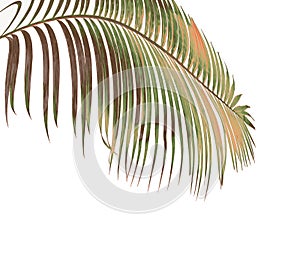 Concept summer with green palm leaf from tropical . frond floral