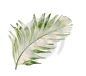 Concept summer with green palm leaf from tropical . frond floral