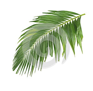 Concept summer with green palm leaf from tropical . frond floral