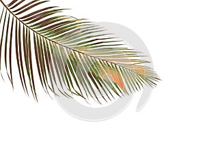 Concept summer with green palm leaf from tropical . frond floral