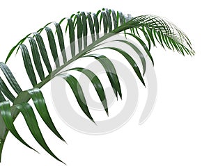 Concept summer with green palm leaf from tropical . frond floral