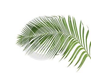 Concept summer with green palm leaf from tropical . frond floral