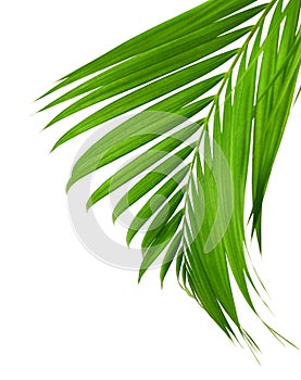 Concept summer with green palm leaf from tropical . frond floral. Flora, forest.