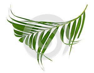 Concept summer with green palm leaf from tropical . frond floral. Flora, forest.