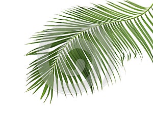 Concept summer with green palm leaf from tropical . frond floral