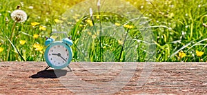 Concept of summer time. Web banner of an alarm clock on a background of dandelion flowers in a Sunny lawn