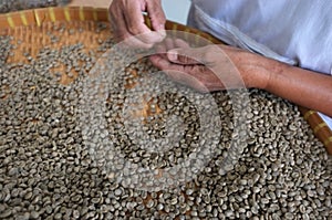 Concept THAI coffee beans , background texture , coffee bean for light roasted, medium roasted, dark roasted , Organic coffee