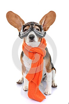 Concept for travel or vacation pet aviator