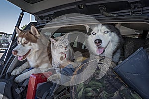 Concept of traveling with pets in the car. Husky dogs and a siamese cat with blue eyes in a luggage-filled car trunk