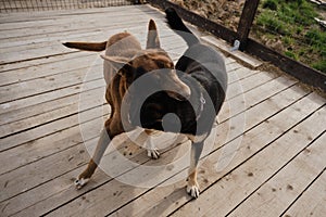 Concept of unnecessary abandoned animals. Kennel of northern sled dogs Alaskan husky in summer. Two mongrels in wooden enclosure