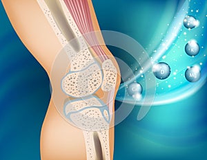 The concept of vitamins for the healthy knee joint. Knee bone human anatomy.