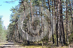 Concept of wanderlust: wild pine forest landscape in Belarus. Spring season