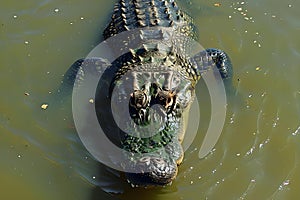 Concept Wildlife Photography, Animal Serenity Meets Survival A Crocodiles Calm Domination