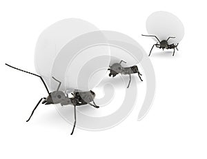 concept work, team of ants