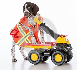 Concept of working dog