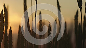 The concept of the world food crisis. Silhouettes of ears of wheat at sunset. Grain embargo and port blocking. War