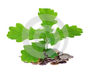 Concept of a young oak-tree and coins