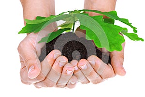 Concept of a young oak tree in woman hands