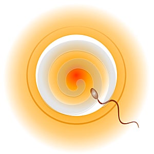 Conception Egg Sperm and Sex