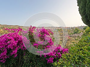 Conception garden, Jardin la concepcion in Malaga with tropical and subtropical blooming pink flowers and trees, Spain, Europe