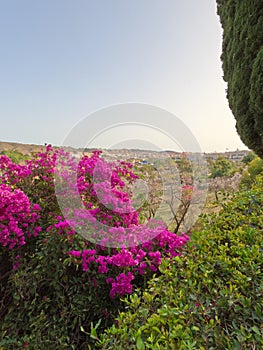 Conception garden, Jardin la concepcion in Malaga with tropical and subtropical blooming pink flowers and trees, Spain, Europe