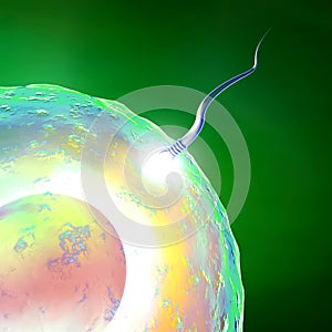 Conception ovum and sperm