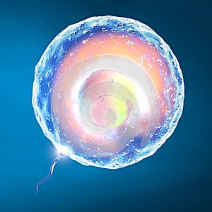 Conception ovum and sperm