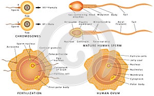 Conception ovum and sperm.