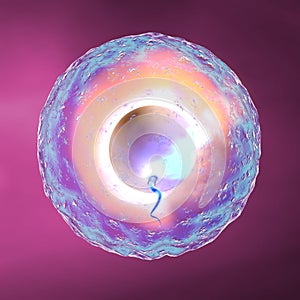 Conception ovum and sperm