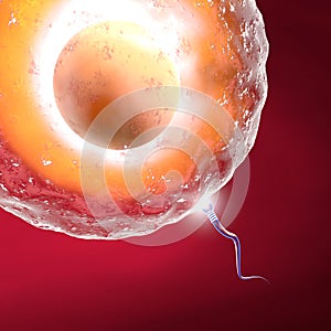 Conception ovum and sperm photo