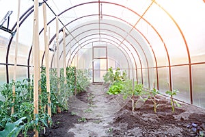 Conception of summer, gardening, healthy food and eco products. The small greenhouse with growing tomatoes and cucumbers in the