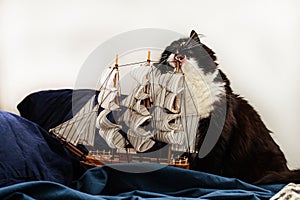Concepts of business and creativity. giant black and white cat gnaws mast of a model of a sailing ship in a blue bedding.